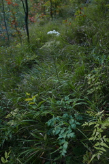 Laserpitium latifolium