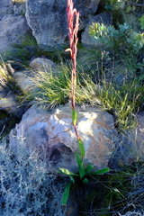 Watsonia vanderspuyae