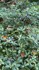 Osmanthus heterophyllus