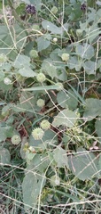 Abutilon indicum