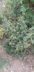 Abutilon indicum