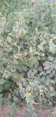Abutilon indicum