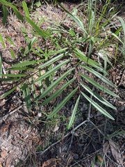 Asimina angustifolia
