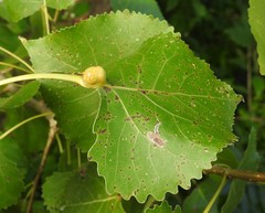 Pemphigus populicaulis
