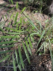 Asimina angustifolia