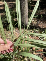Asimina angustifolia