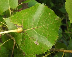 Pemphigus populicaulis