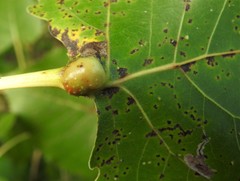 Pemphigus populicaulis