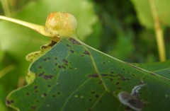 Pemphigus populicaulis