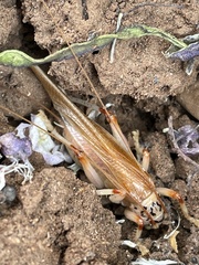 Stictogryllacris