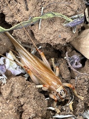 Stictogryllacris