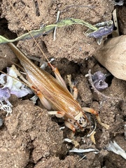 Stictogryllacris