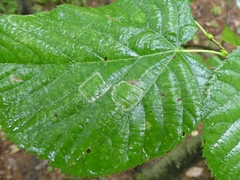 Phyllonorycter lucetiella