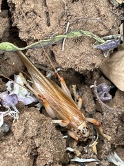 Stictogryllacris