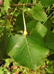 Pemphigus populicaulis