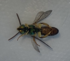 Agapostemon poeyi