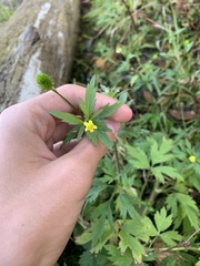 Ranunculus pensylvanicus