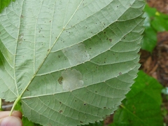 Phyllonorycter lucetiella