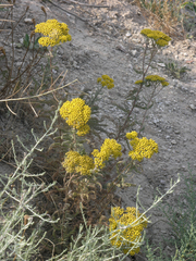 Achillea arabica