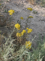 Achillea arabica