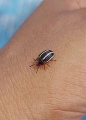 Leptinotarsa tlascalana