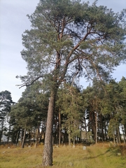 Pinus sylvestris