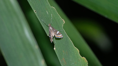 Strepsinoma croesusalis
