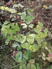 Aquilegia vulgaris