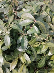 Vinca minor