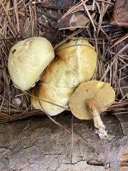 Suillus hirtellus