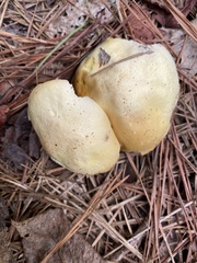 Suillus hirtellus