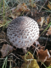 Macrolepiota procera