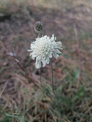 Scabiosa ochroleuca