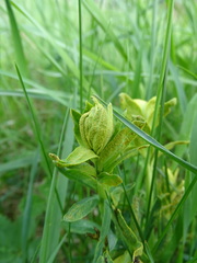 Pucciniaceae