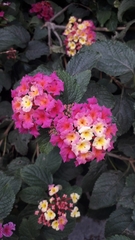 Lantana camara