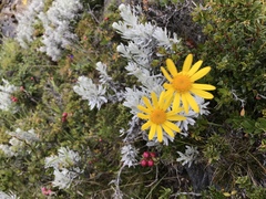 Senecio argyreus
