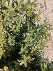 Buxus sempervirens