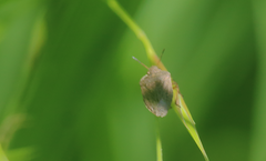 Oenopiella