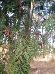 Thuja occidentalis