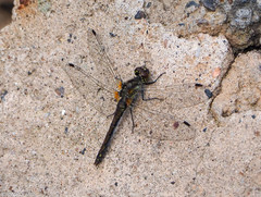 Sympetrum danae