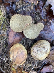 Rhizopogon pseudoroseolus