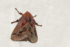 Phocoderma velutina