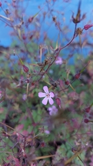 Geranium robertianum