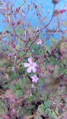 Geranium robertianum