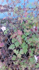 Geranium robertianum