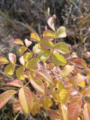 Rosa × majorugosa