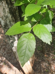 Phyllostylon rhamnoides