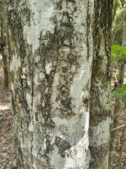 Phyllostylon rhamnoides