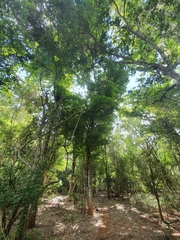 Phyllostylon rhamnoides