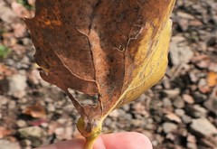 Pemphigus populicaulis